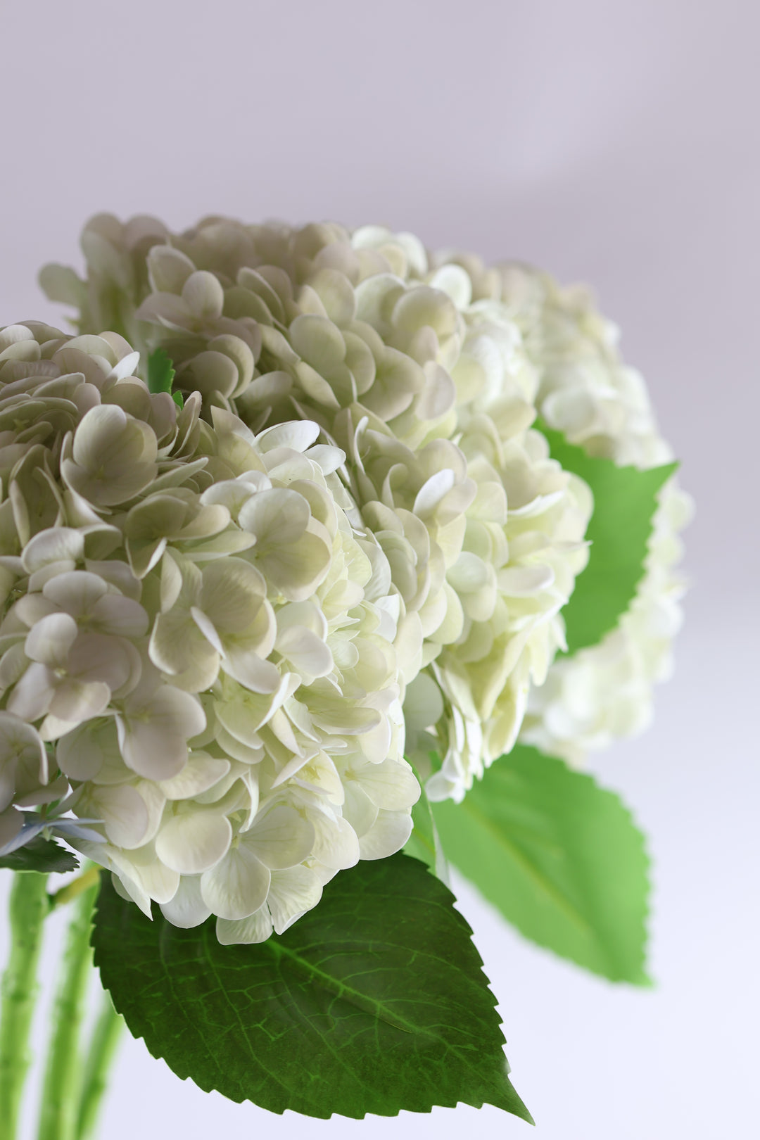 Evighedsbuket Hortensia Blomst i Hvid