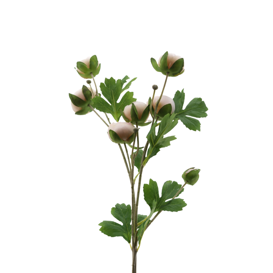 3 stk. Ranunkel Blomster i Champagne Farve (73cm)
