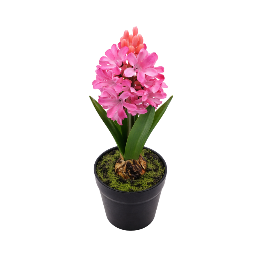 Hyacint i potte (28,5cm) Lyserød