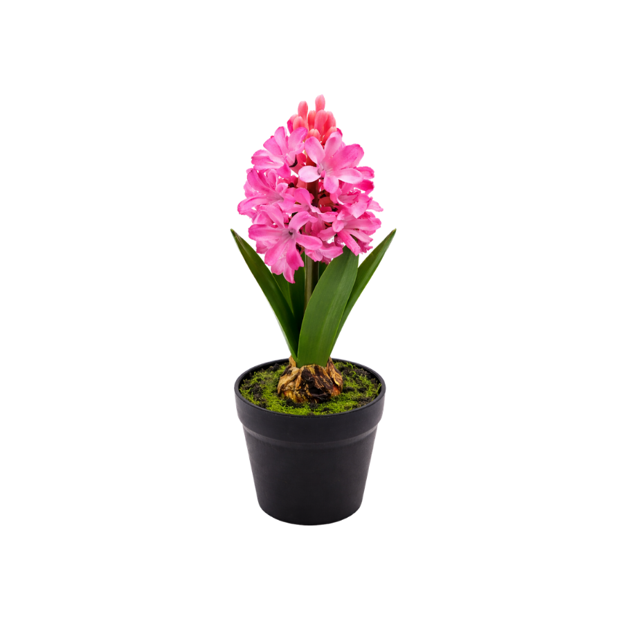 Hyacint i potte (28,5cm) Lyserød
