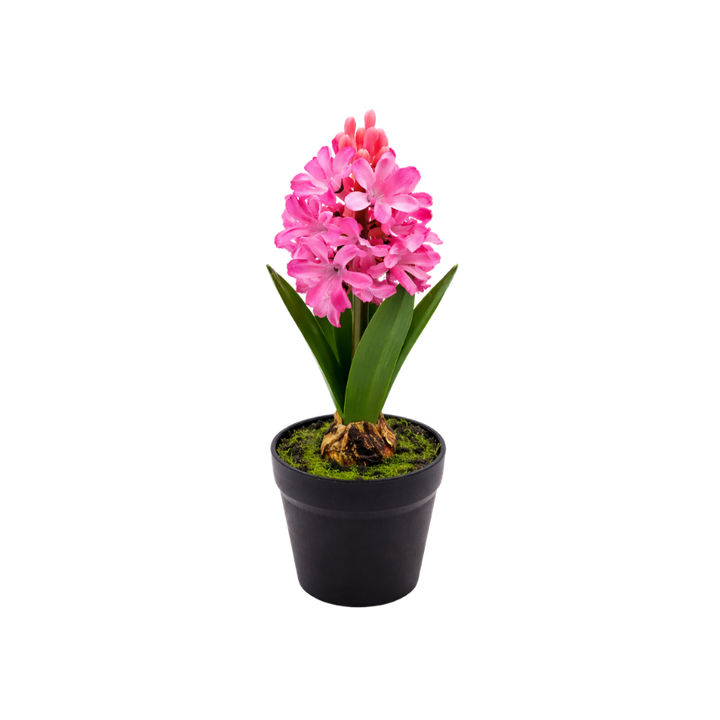 Hyacint i potte (28,5cm) Lyserød