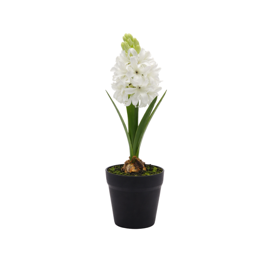 Hyacint i potte (28,5cm) Hvid
