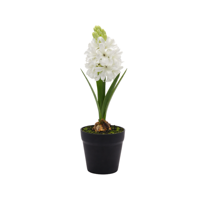 Hyacint i potte (28,5cm) Hvid