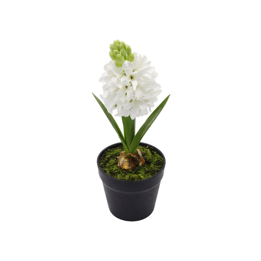 Hyacint i potte (28,5cm) Hvid