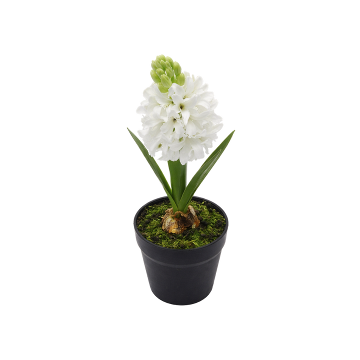 Hyacint i potte (28,5cm) Hvid
