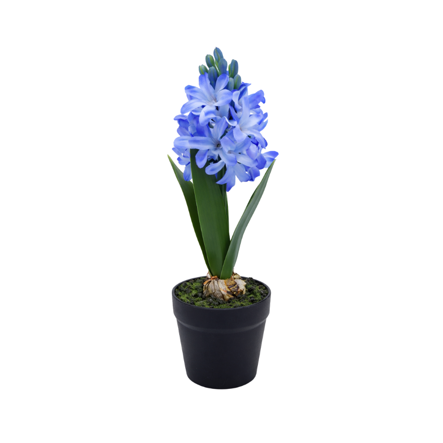Hyacint i potte (28,5cm) Blå