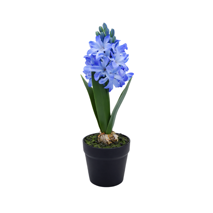 Hyacint i potte (28,5cm) Blå