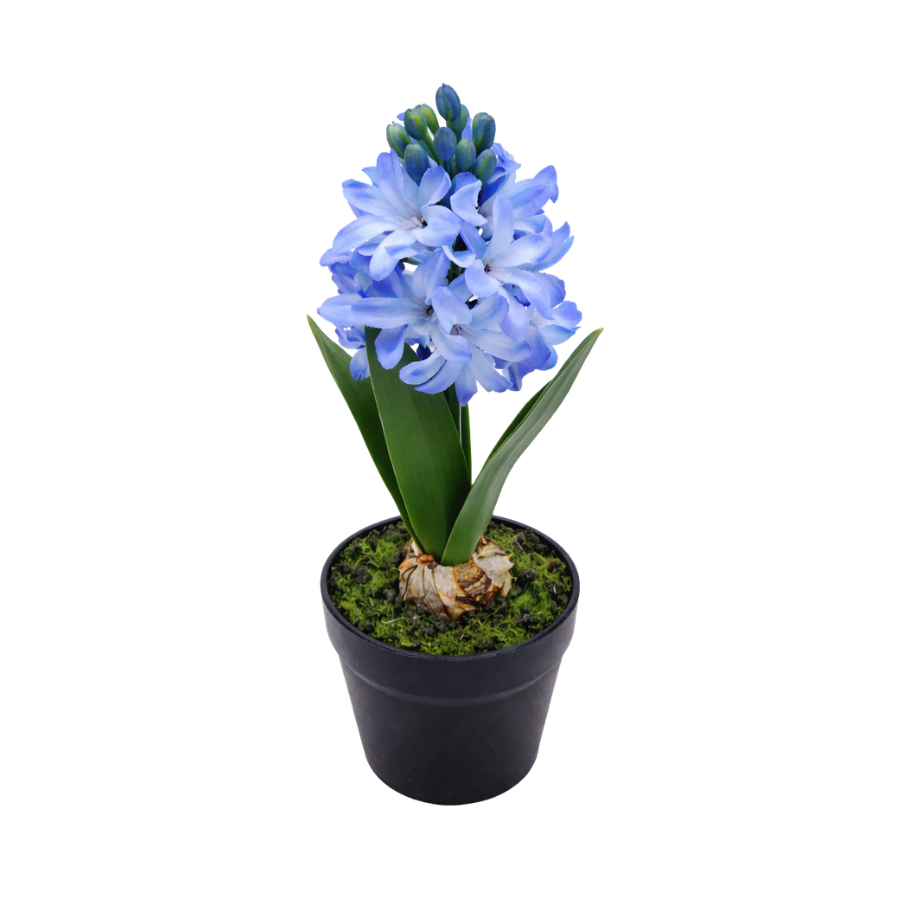 Hyacint i potte (28,5cm) Blå