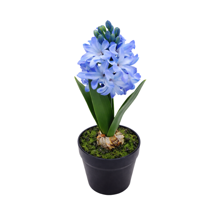 Hyacint i potte (28,5cm) Blå