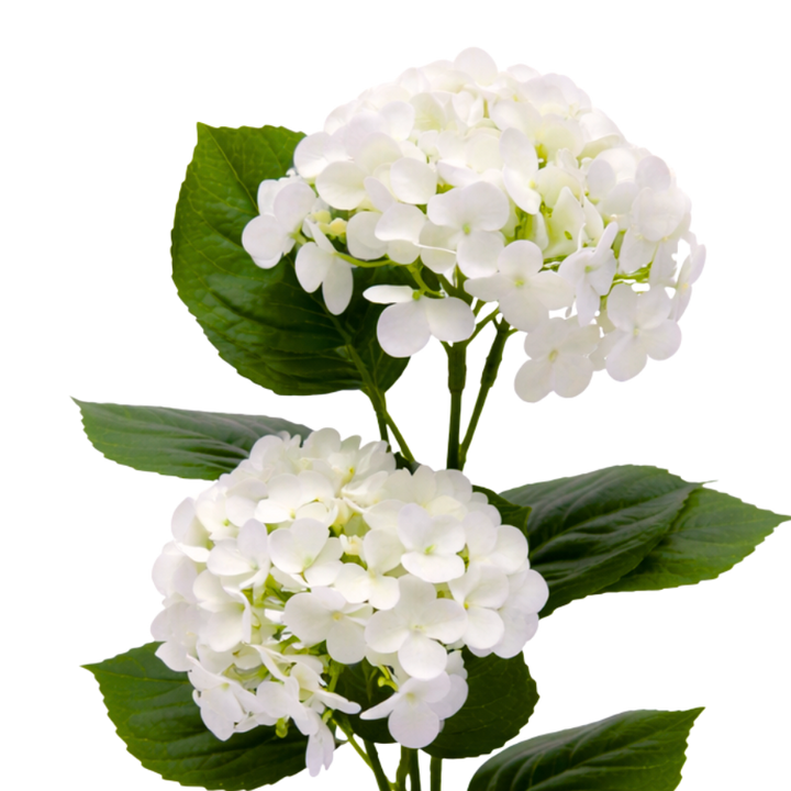 Kunstig plante Hortensia  (H 41cm) Hvid