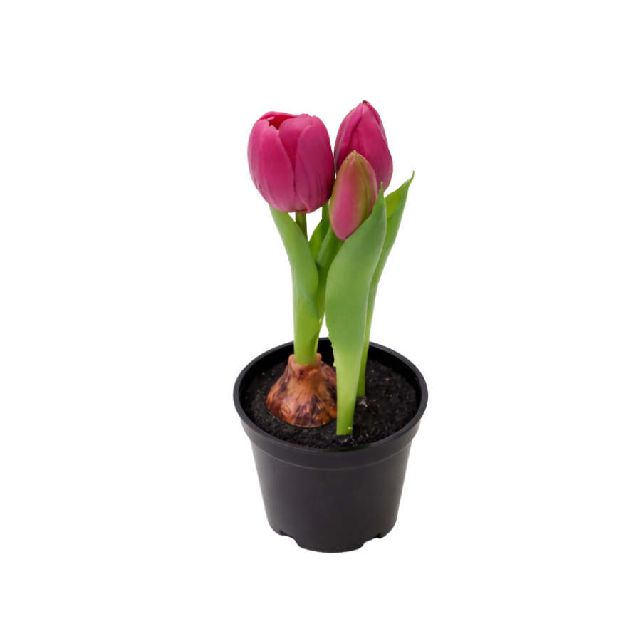 Kunstig plante Tulipaner  (H 21cm) Lyserød