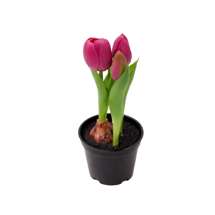 Kunstig plante Tulipaner  (H 21cm) Lyserød