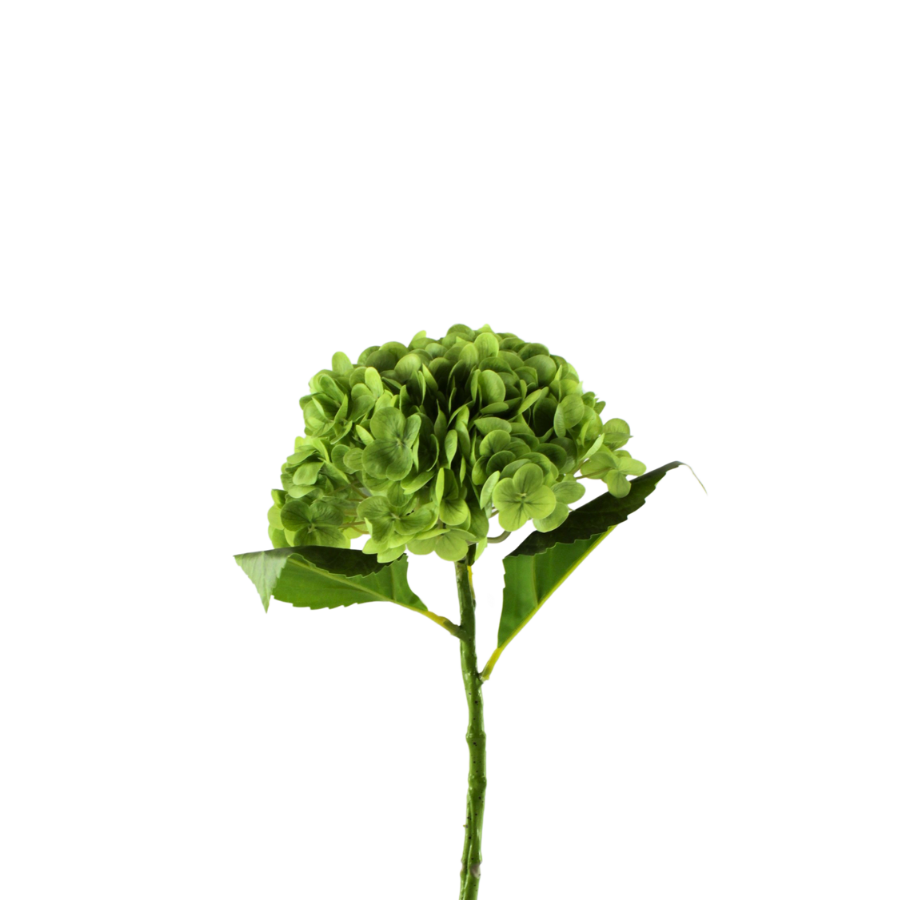 Hortensia Blomst  (H55cm) Grøn