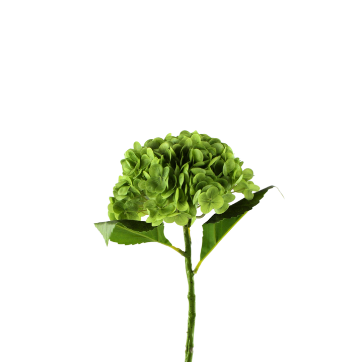 Hortensia Blomst  (H55cm) Grøn