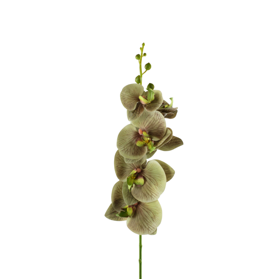 Orkide Blomst  (H75cm) Grøn