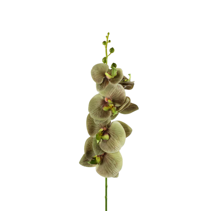 3 stk. Orkide Blomster i Grøn (H75cm)