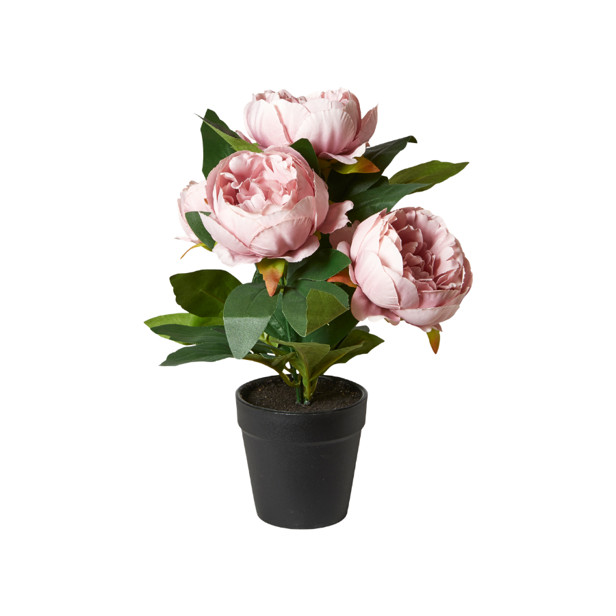 Pæon i Potte Rosa 27cm