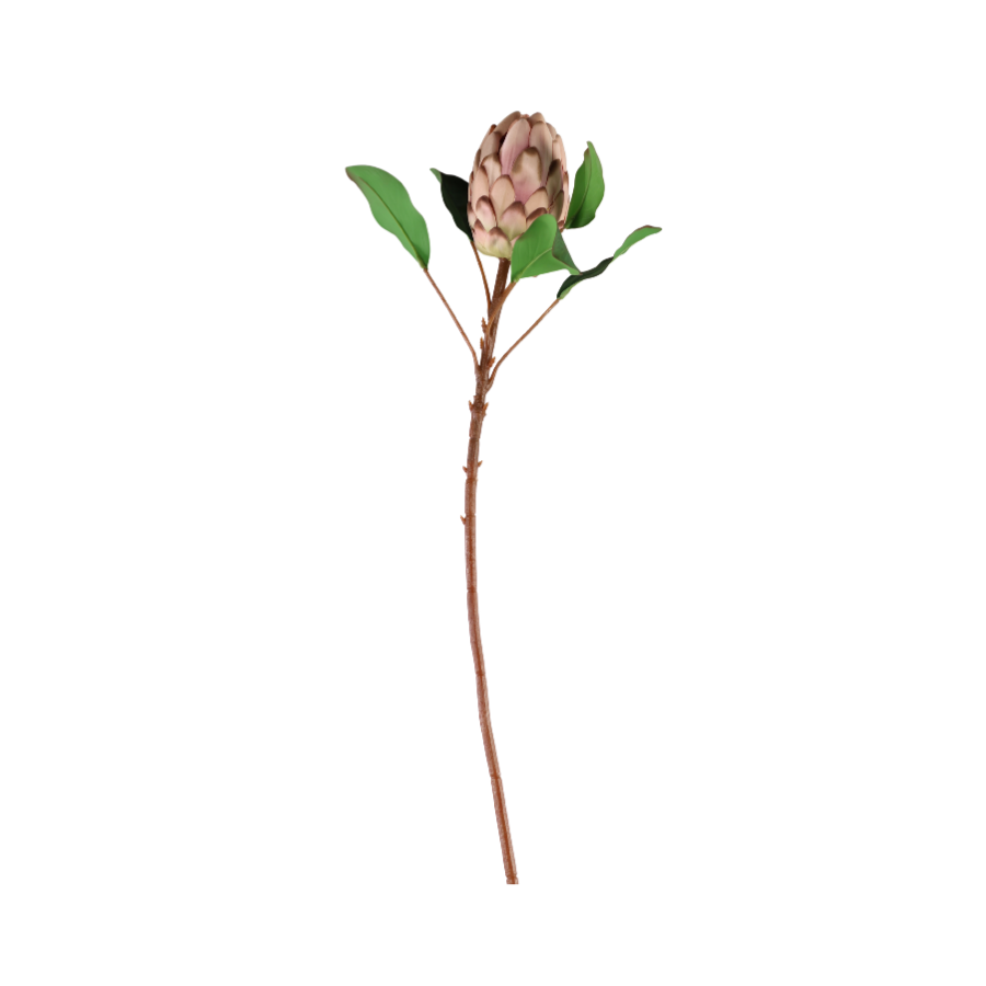 Protea i Pale Pink Farve. 65cm