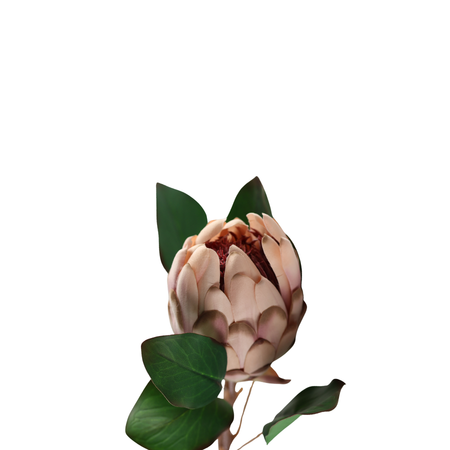 Protea i Pale Pink Farve. 65cm