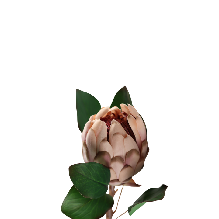 Protea i Pale Pink Farve. 65cm