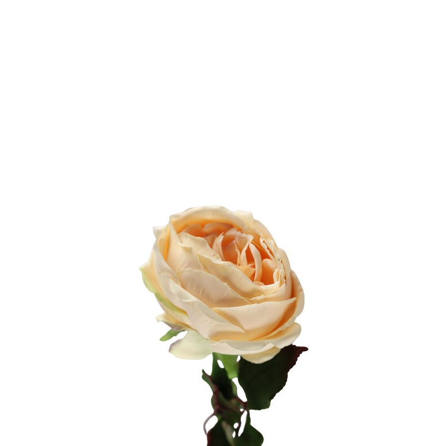 Rose i Champagne Farve. 68cm