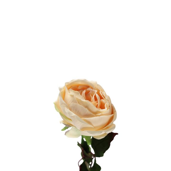 Rose i Champagne Farve. 68cm