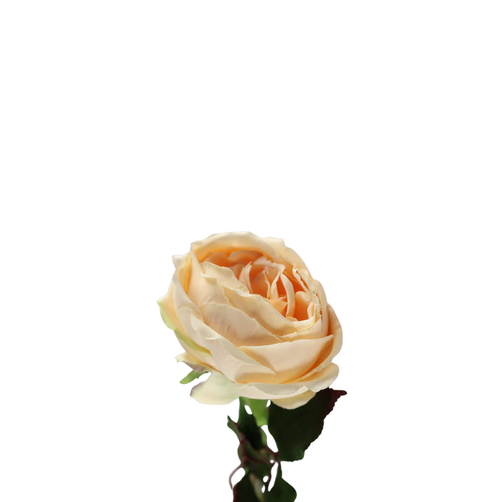 3 stk. Roser i Champagne Farve (H68cm)